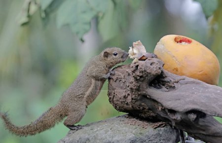 Ein Wegerich-Eichhörnchen frisst reife Papaya, die zu Boden fällt. Dieses Nagetier trägt den wissenschaftlichen Namen Callosciurus notatus.