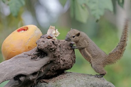 Ein Wegerich-Eichhörnchen frisst reife Papaya, die zu Boden fällt. Dieses Nagetier trägt den wissenschaftlichen Namen Callosciurus notatus.