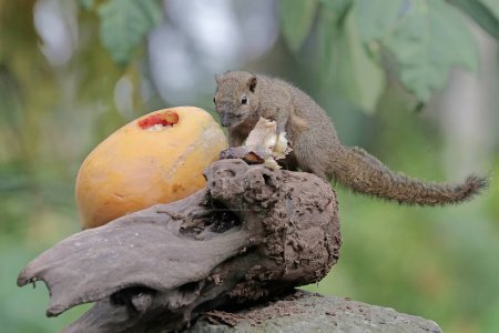 A plantain squirrel eating ripe papaya that fell to the ground. This rodent mammal has the scientific name Callosciurus notatus.