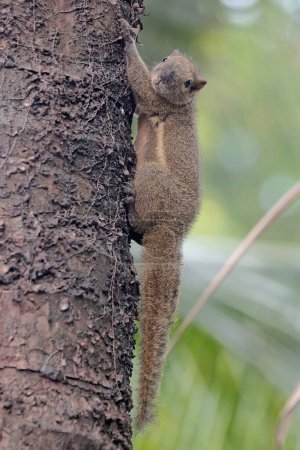 A plantain squirrel is sunbathing on a wild tree trunk in the morning. This rodent mammal has the scientific name Callosciurus notatus.