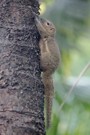 Ein Wegerich-Eichhörnchen sonnt sich morgens auf einem wilden Baumstamm. Dieses Nagetier trägt den wissenschaftlichen Namen Callosciurus notatus.