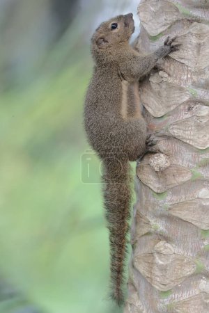 A plantain squirrel is sunbathing on a wild tree trunk in the morning. This rodent mammal has the scientific name Callosciurus notatus.