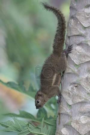 Una ardilla de plátano está tomando el sol en un tronco de árbol salvaje por la mañana. Este mamífero roedor tiene el nombre científico Callosciurus notatus.