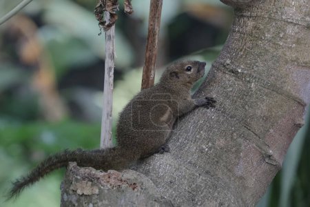Ein Wegerich-Eichhörnchen sonnt sich morgens auf einem wilden Baumstamm. Dieses Nagetier trägt den wissenschaftlichen Namen Callosciurus notatus.