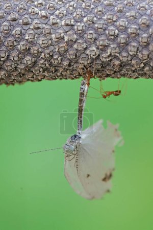 Una hormiga tejedora se está comiendo el cadáver de una mariposa blanca. Este insecto tiene el nombre científico Oecophylla smaradigna L.