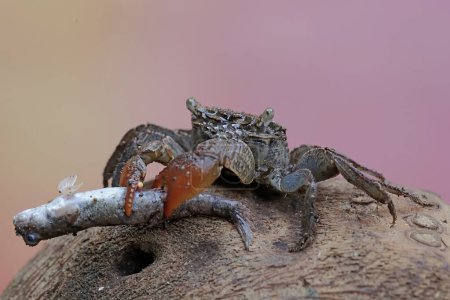 A mangrove swimming crab is preying on a barred mudskipper fish. This animal has the scientific name Perisesarma sp.