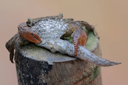A mangrove swimming crab is preying on a barred mudskipper fish. This animal has the scientific name Perisesarma sp.