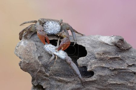 Un crabe nageur de mangrove s'en prend à un poisson-araignée barré. Cet animal a le nom scientifique Perisesarma sp.