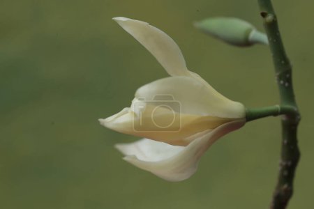 The beauty of a white magnolia flower in bloom. This fragrant flower has the scientific name Michelia champaca. 