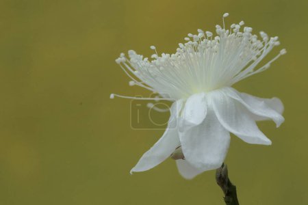 Die Schönheit der Guavenblüte in voller Blüte. Diese Pflanze, deren Frucht viele kleine Samen hat, trägt den wissenschaftlichen Namen Psidium guajava L.