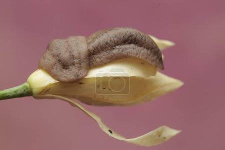 Deux limaces mangent une fleur sauvage. Cet escargot sans coquille porte le nom scientifique de Deroceras reticulatum.