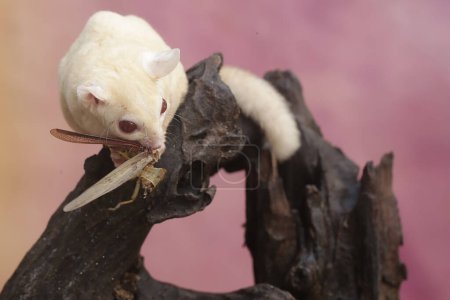 An albino sugar glider is preying on a grasshopper. This marsupial animal has the scientific name Petaurus breviceps.