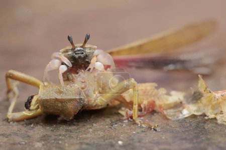 Eine Geisterkrabbe frisst einen Heuschreckenkadaver. Dieses Tier trägt den wissenschaftlichen Namen Uca sp.