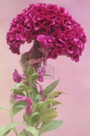La beauté et l'élégance de la fleur de cockscomb quand elle est en pleine floraison. Cette plante ornementale a le nom scientifique Celosia cristata.