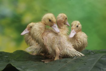 Téléchargez les photos : Une colonie de bébés canards musqués se prélasse au bord d'un petit étang. Ce canard porte le nom scientifique Cairina moschata. - en image libre de droit