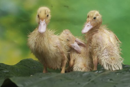 Téléchargez les photos : Une colonie de bébés canards musqués se prélasse au bord d'un petit étang. Ce canard porte le nom scientifique Cairina moschata. - en image libre de droit