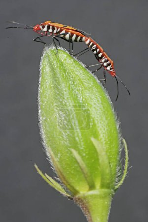 Une paire de punaises assassines de l'asclépiade s'accouplent. Cet insecte porte le nom scientifique de Zelus longipes.