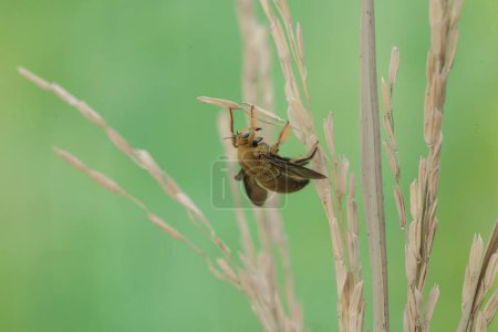 Une abeille charpentier de la vallée est à la recherche de nourriture dans les tiges de riz sec. Cet insecte porte le nom scientifique de Xylocopa varipuncta.
