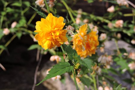 Téléchargez les photos : Fleurs jaunes dorées kérria japonaise, un cultivar à double fleur appelé boutons de célibataire en fleur - en image libre de droit