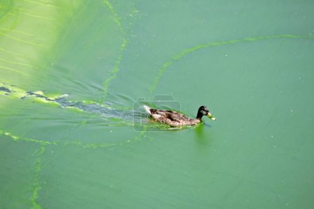 A male mallard swimming in a bright lime and green lake, toxic algal bloom