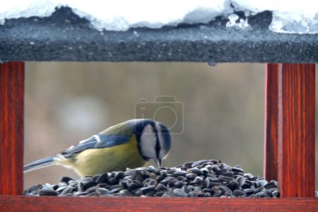 Téléchargez les photos : The Eurasian blue tit  eating  sunflower seeds inside a wooden bird feeder, blurred background - en image libre de droit