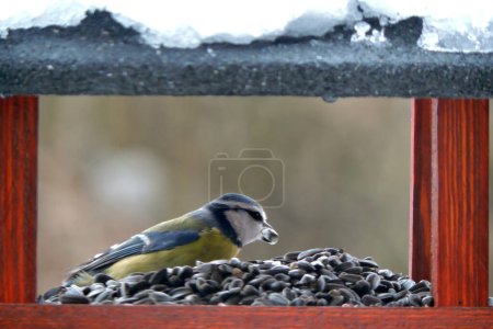 Téléchargez les photos : The Eurasian blue tit sitting inside a wooden bird feeder with a sunflower seed in its bill, blurred background - en image libre de droit