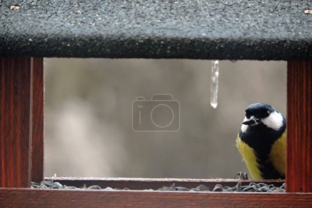 Photo for The great tit with a sunflower seed in its beak sitting in a wooden bird feeder, an icicle hanging from the roof - Royalty Free Image