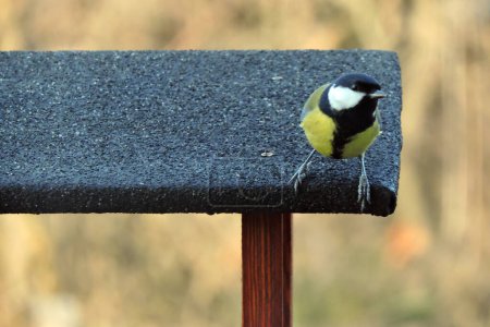 Photo for The Eurasian blue tit sitting on a roof of a bird feeder, blurred background - Royalty Free Image
