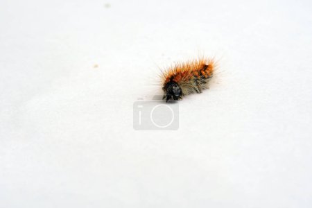 Foto de A crawling black hairy caterpillar with orange dots isolated on white, front view - Imagen libre de derechos