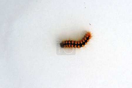 Foto de A crawling black hairy caterpillar with orange dots isolated on a white background - Imagen libre de derechos