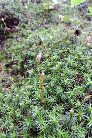 Téléchargez les photos : A tuft of common haircap moss with the calyptra - en image libre de droit