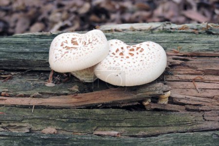 Téléchargez les photos : Deux champignons branchus écailleux avec des tasses blanches et des écailles brunes poussant sur un tronc en décomposition - en image libre de droit