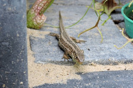 Photo for A wild sand lizard standing on a paving brick, trumpet pitchers and forked sundew leaves in the background - Royalty Free Image
