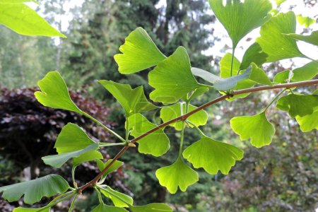 Ginkgo leaves and branches seen from the bottom