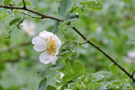 Le champ rose fleur blanche et feuilles vertes et quelques gouttes de pluie