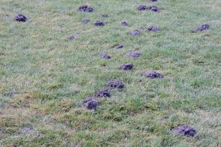 A view of many molehills in the lawn in the garden