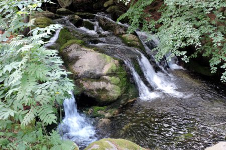 Wasserfall des Gebirgsflusses Podgrna, fließendes Wasser, eine Buche und eine Eberesche, einige mit grünem Moos bedeckte Granitfelsen im Wald im Riesengebirge in Polen