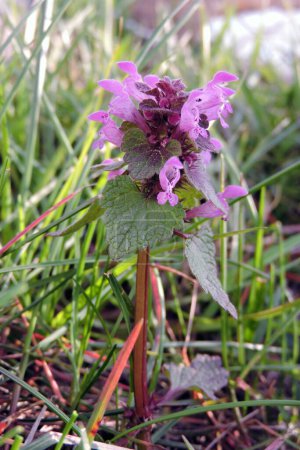 A red dead-nettle purple flowers and leaves