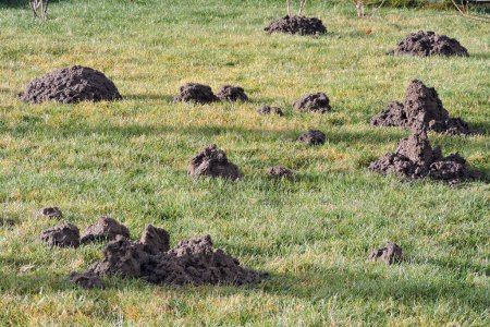 Une vue sur de nombreuses molehills dans la pelouse du jardin, une journée ensoleillée