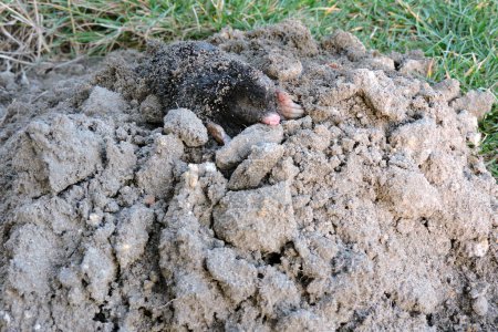 A portrait of a black European mole on a molehill in the garden