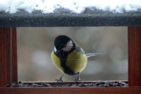 The male great tit sitting in a wooden bird feeder, some snow on the roof, wooden frame, blurred background