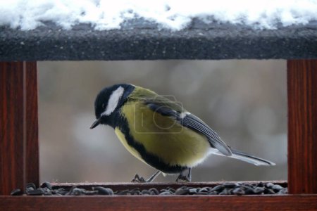 The male great tit sitting in a wooden bird feeder, some snow on the roof, wooden frame, blurred background