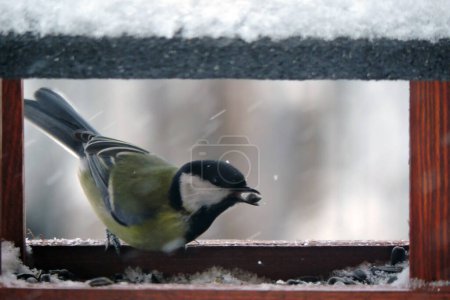 The great tit with a sunflower seed in its beak sitting in a wooden bird feeder, some snow on the roof, wooden frame, blurred background