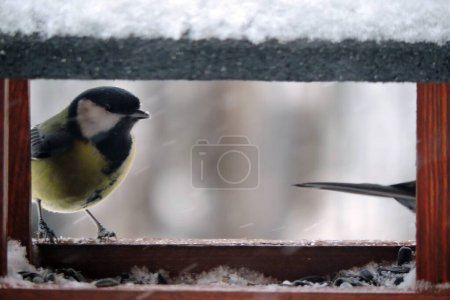 The female great tit sitting in a wooden bird feeder, some snow on the roof, wooden frame, blurred background