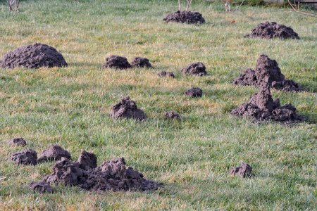 Une vue sur de nombreuses molehills dans la pelouse du jardin, une journée ensoleillée