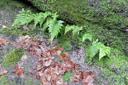 A close-up of green leaves of a wood fern and liverworts