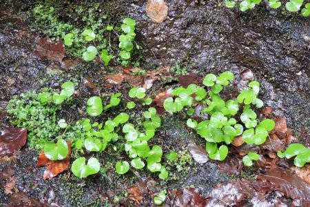 Eine Nahaufnahme von grünen Blättern eines europäischen wilden Ingwers und Leberwürmern