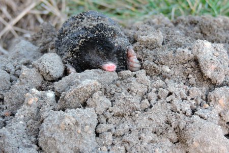 Photo for A portrait of a black European mole on a molehill in the garden - Royalty Free Image