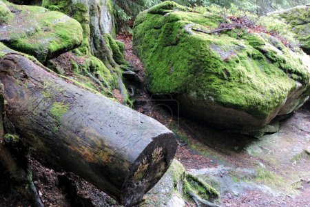 A cut and decaying wet tree trunks, a granite boulder covered with green moss in a forest in the Polish part of The Karkonosze Mountains