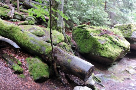 A cut and decaying wet tree trunks, a granite boulder covered with green moss in a forest in the Polish part of The Karkonosze Mountains